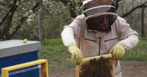 Beekeeper inspecting a honeycomb frame, illustrating how marketers can examine individual blog posts to identify which ones are producing email subscribers.