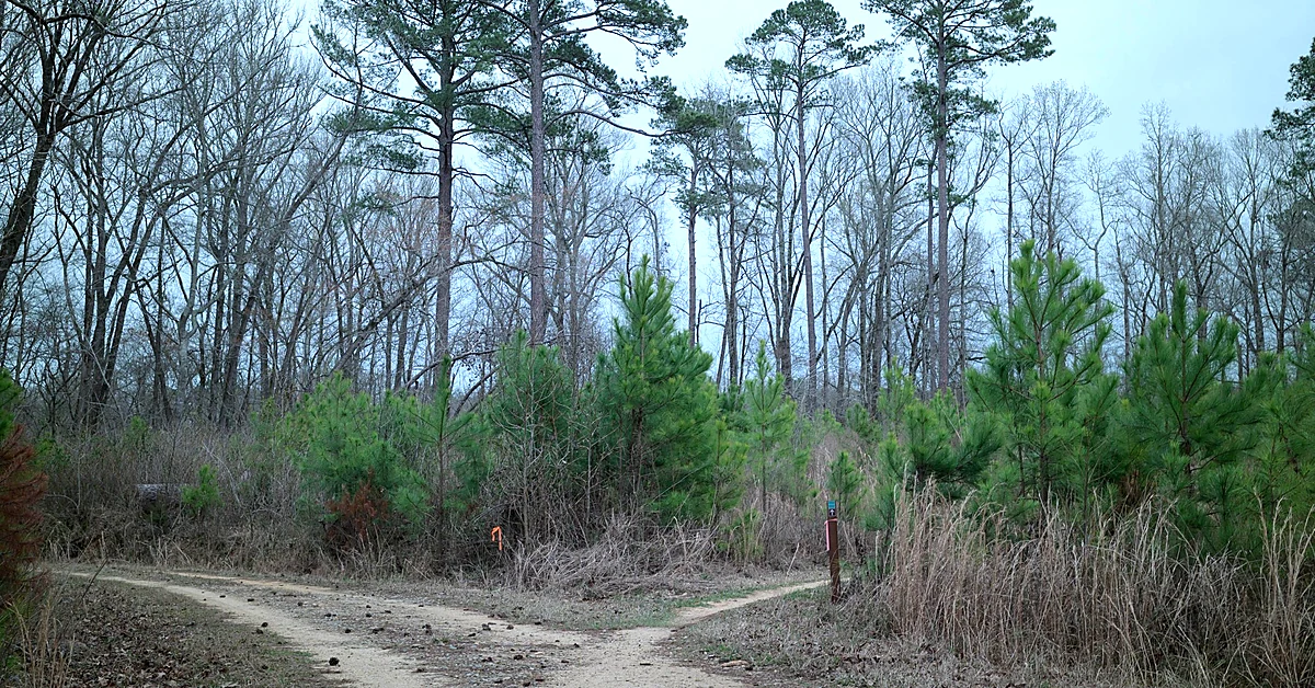 Woodland trail splitting into two paths, representing decisions about continuing or changing affiliate promotions after commission rates change.