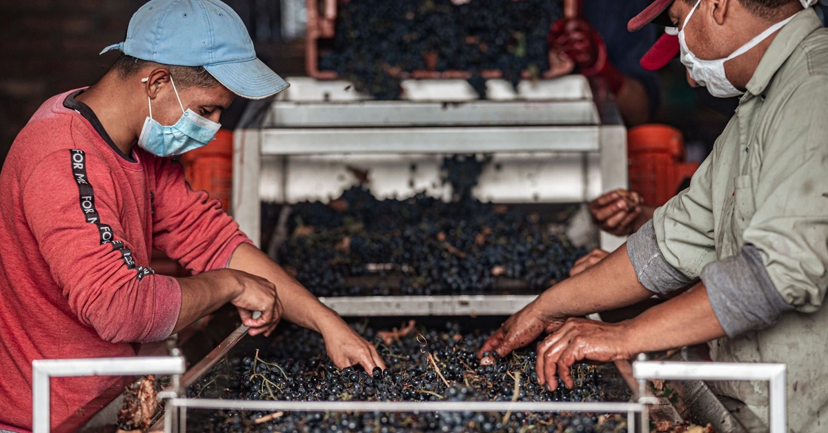 Workers sorting grapes on a conveyor during quality control, illustrating why an affiliate opt-in form should collect only information that serves a useful purpose.