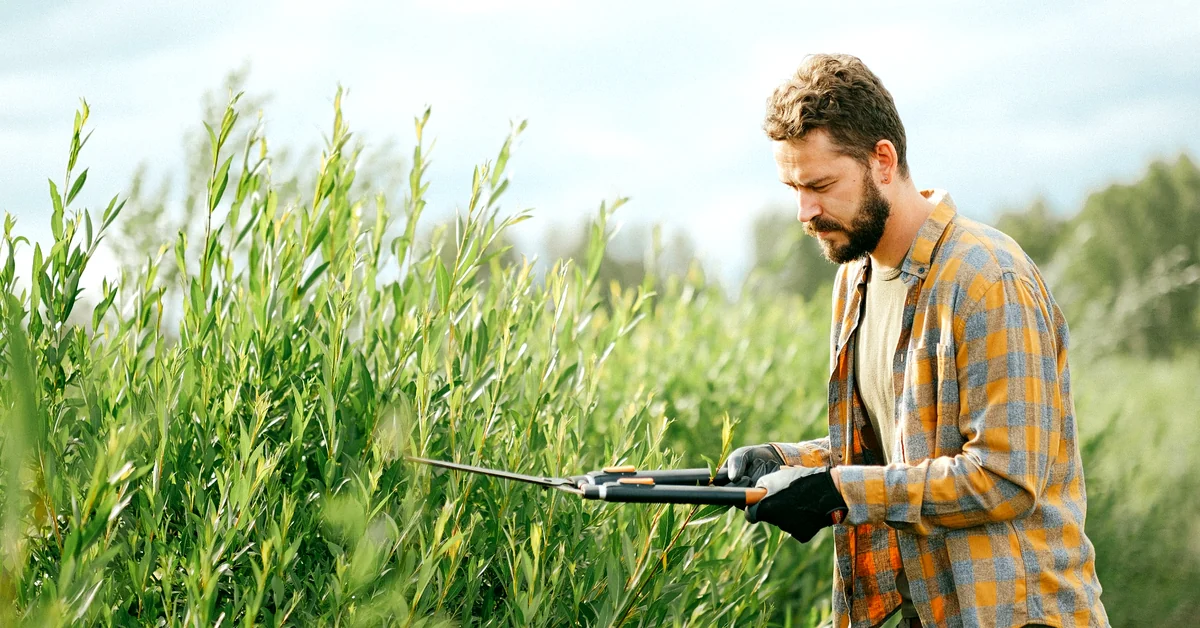 Man wearing an orange plaid shirt trimming tall green plants with hedge trimmers outdoors.