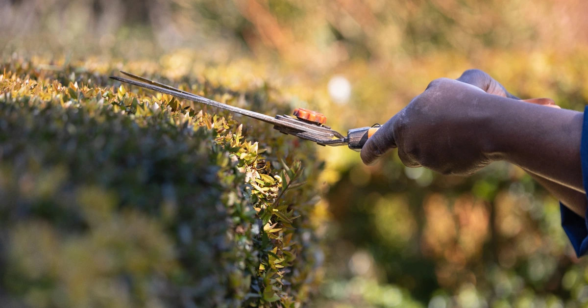 Hands pruning a hedge with shears, illustrating how older affiliate content can be improved selectively instead of completely rewritten.